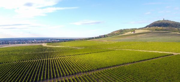 Винарија у Вршцу